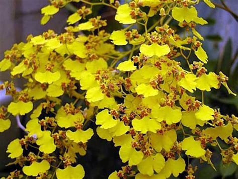 orquídea chuva de ouro Tags de produto HM Jardins Floricultura e