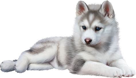 Baby Wolf PNG Transparent Baby Wolf.PNG Images. | PlusPNG