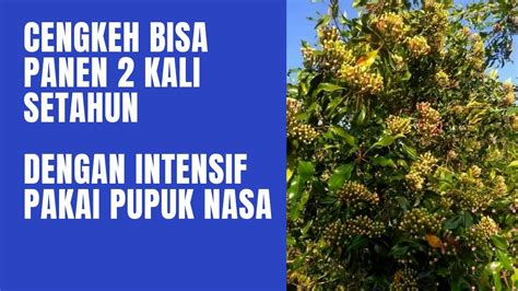 KESAKSIAN PUPUK CENGKEH NASA BISA PANEN 2 KALI SETEHUN YouTube