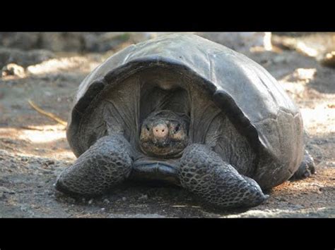 Ausgestorbene Schildkröte doch nicht ausgestorben YouTube