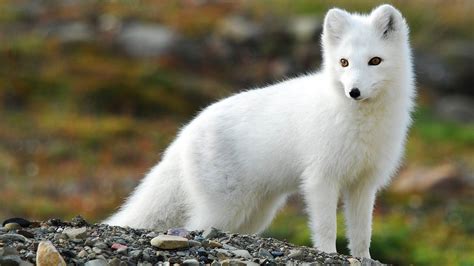 cute baby arctic fox Arctic fox