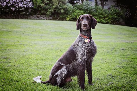 Pin On Х Langhaar German Longhaired Pointer