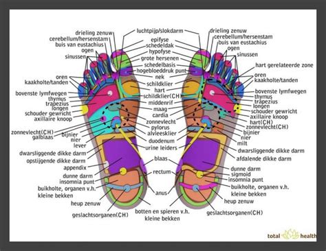 Voetreflexologie Voetreflexpraktijk Tilburg Reeshof