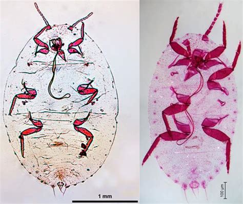 Pineapple Mealybug Dysmicoccus Brevipes