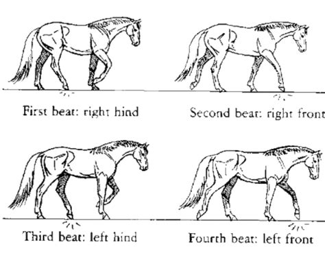 How Horses Walk - Understanding your horse's gait | Horses, Horse animation, Horse facts