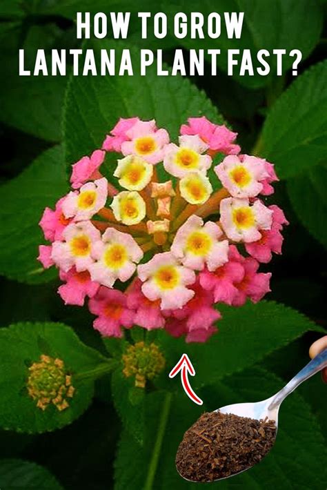 How to Grow LANTANA PLANT Fast? (7-SECRETS*) in 2024 | Lantana plant ...