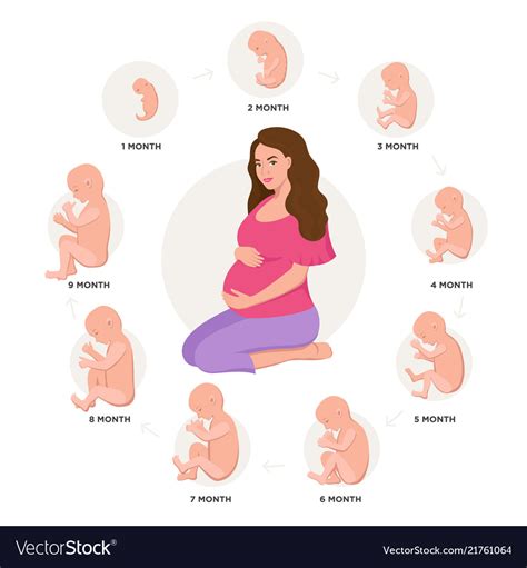 Pregnant Woman And Embryonic Development Month By Vector Image