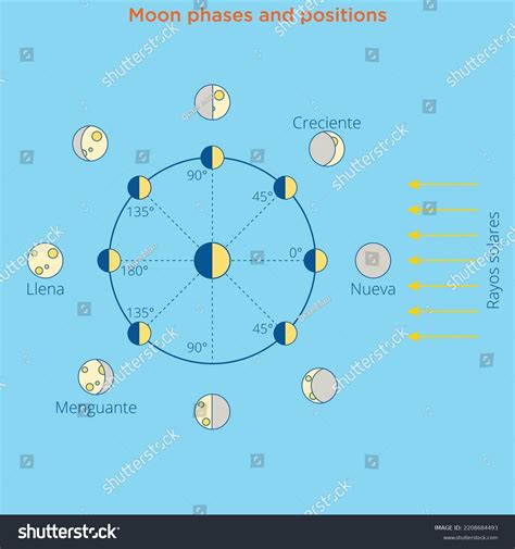 Moon Cycle Vector Illustration Diagram Poster Stock Vector (Royalty ...