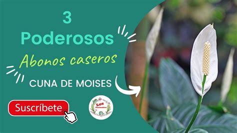 Descubre cómo hacer abono casero para planta cuna de moisés en casa