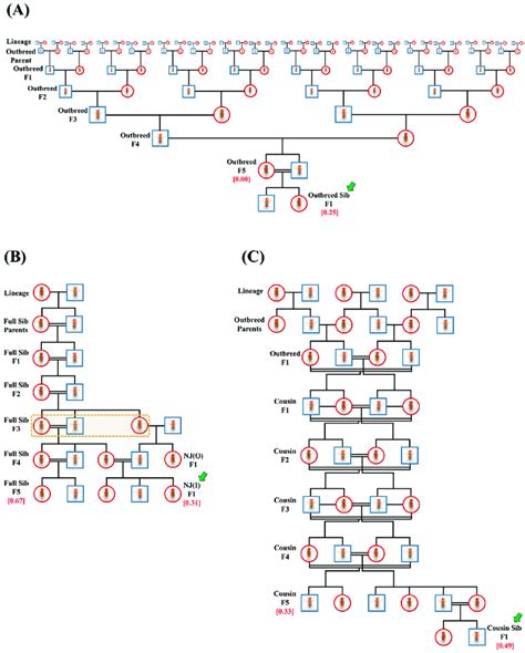 Representative Pedigrees Of Crosses Representative Pedigrees Of Three