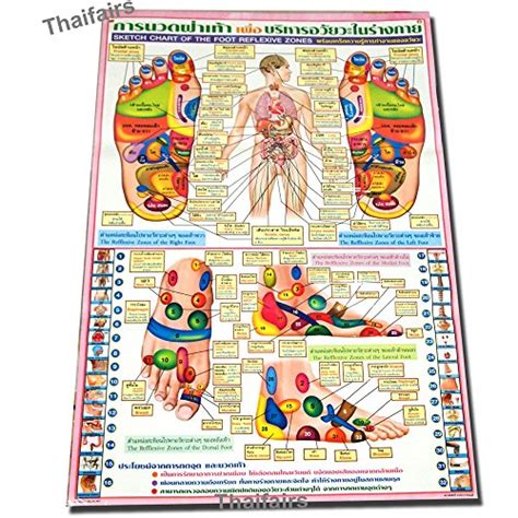 Poster Sketch Chart Of The Foot Reflexive Zones By Traditional Thai