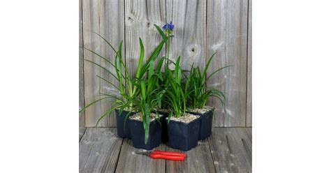 AGAPANTHES Lot de 5 Plants Variétés au Choix Agapanthus