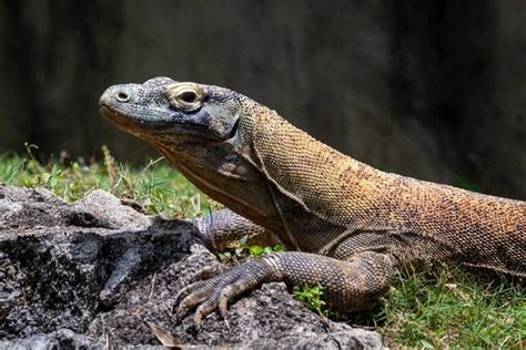 3 Fakta Menarik Komodo, Biawak Terbesar yang Ada di Dunia | kumparan.com