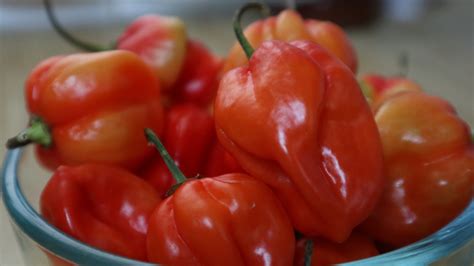 Homemade Pepper Sauce Trinidad And Tobago Recipe Whatoocook