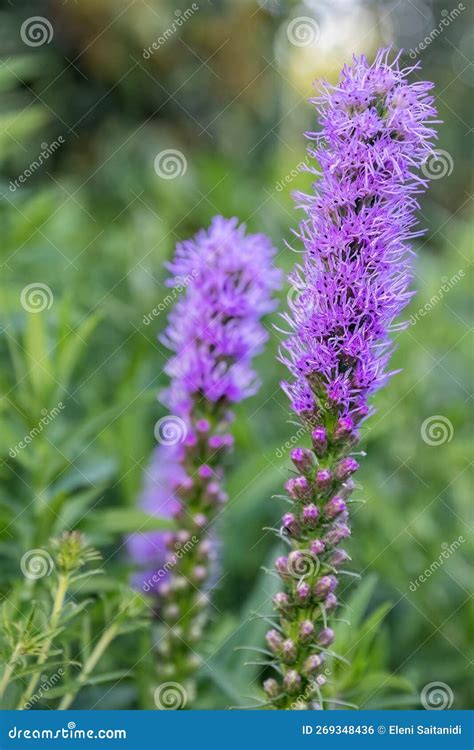 Liatris Spicata Or Dense Blazing Star Purple Flower In The Garden