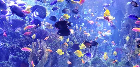 A Look at America’s Magnificent Aquariums - Fifty Grande