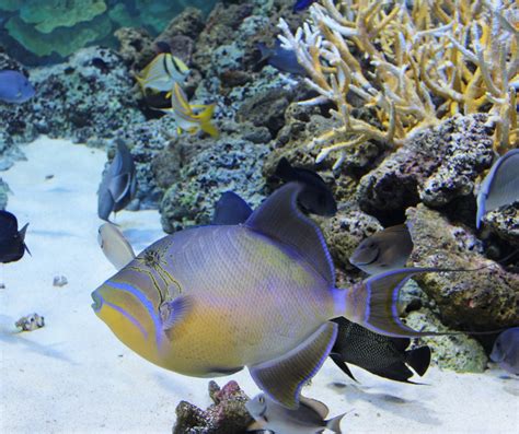 Queen Triggerfish (Balistes vetula) - ANGARI Foundation