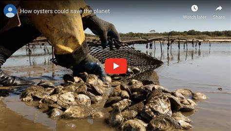 Can Oysters Save The Planet New Jersey Sustainability Reporting Hub