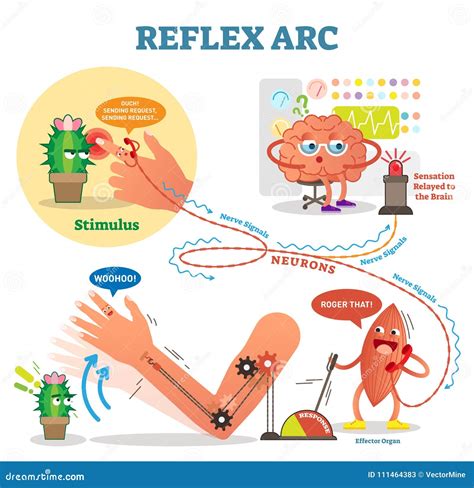 Spinal Reflex Arc Scheme Vector Illustration With Stimulus Pathway