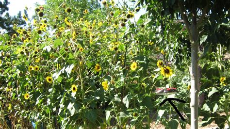 Bee-free hummingbird feeding - Birds and Blooms