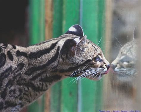 Rare species of the Felidae family (23 photos + 1 video) - Izismile.com