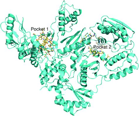 Binding Sites Of Rmnc6 Individuated After Blind Docking Experiments On