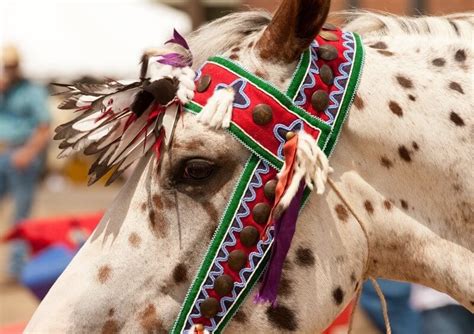 5 Memorable Native American Cultural Experiences In Montana