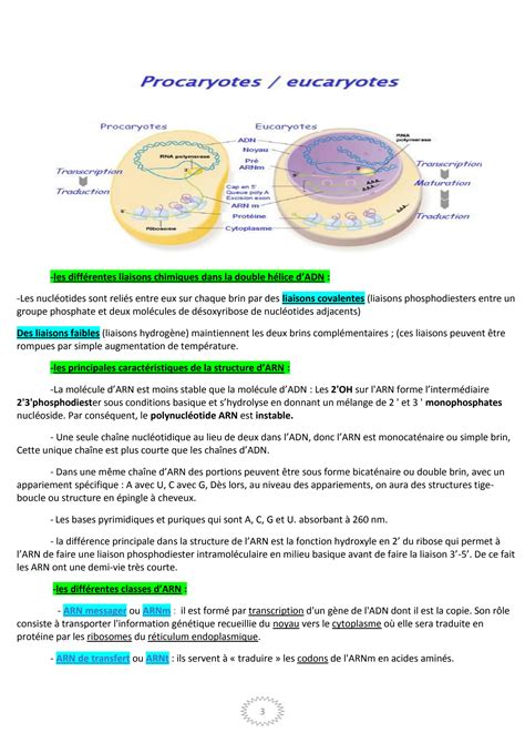 SOLUTION R Sum Biologie Mol Culaire Pdf Version 1 Studypool