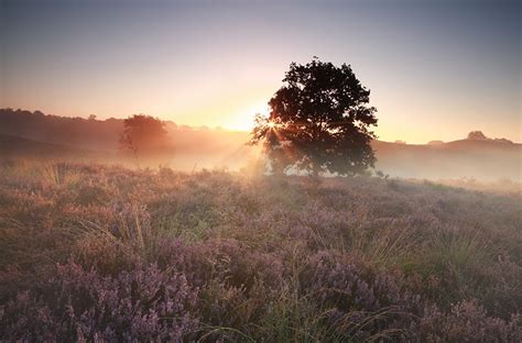 Sunset Meadow Wallpapers - Wallpaper Cave