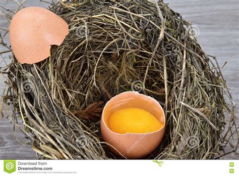 Open Egg In A Birds Nest Shell Lying On The Nest Stock Photo Image