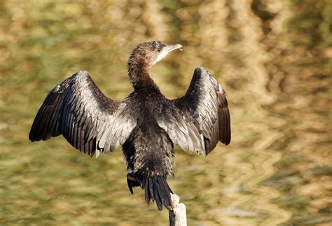 Cormoran Pygm E Pygmy Cormorant Vaud Elisabeth Mudry Flickr