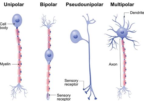 3 Types Of Neurons And Their Functions