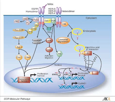 PDF The Epidermal Growth Factor Receptor Pathway A Model For