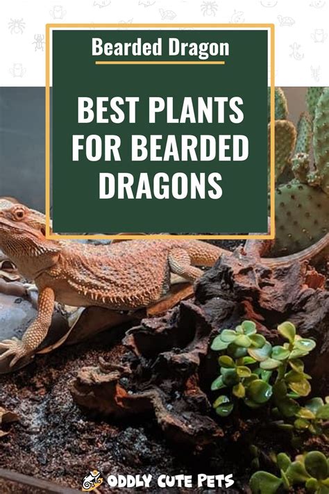 Best Plants For Bearded Dragon Cages Bearded Dragon Cage Bearded