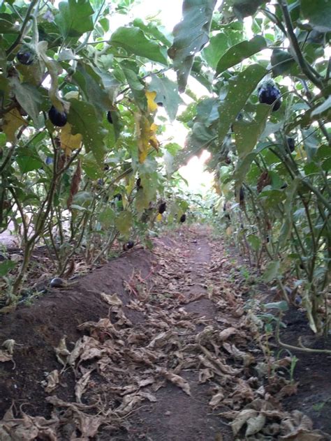 Agroecología Aluhe on Twitter Antes de la lluvia Después de la