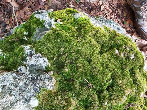 Moss Growing On Rock Free Stock Photo Public Domain Pictures