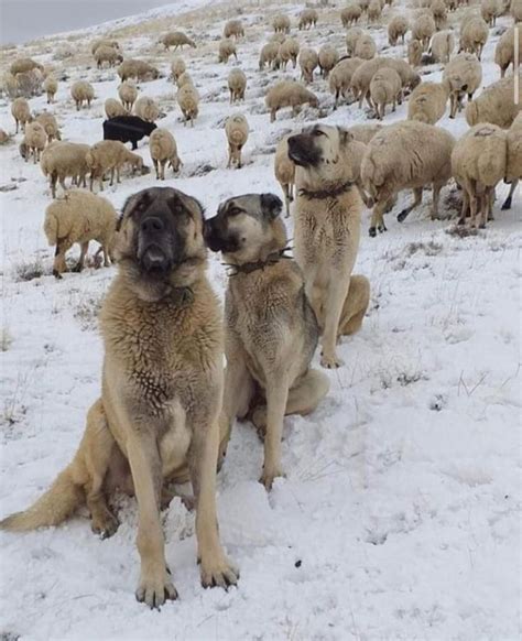 Instagram da Kuruçay Kangal Köpeği Çiftliği Şu dağlarda kar olsaydım