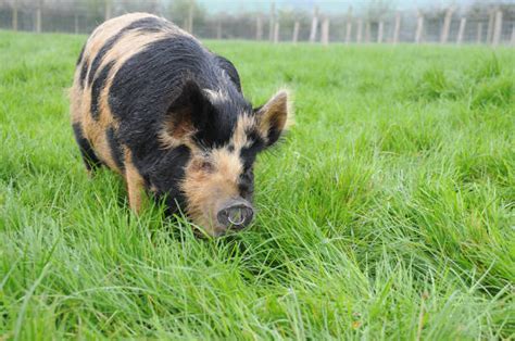 Pig Nose Ring Stock Photos, Pictures & Royalty-Free Images - iStock