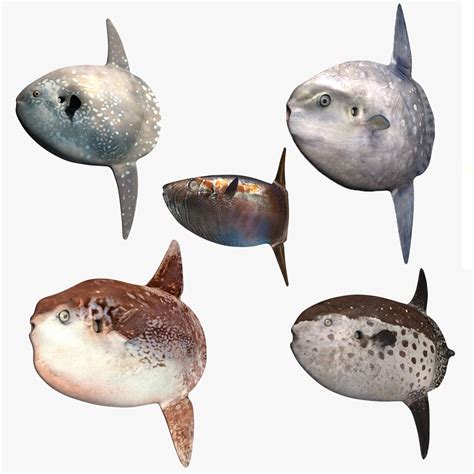 Sunfishes Molidae Completely Model - TurboSquid 1207492