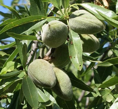 Cómo pelar almendras 6 pasos