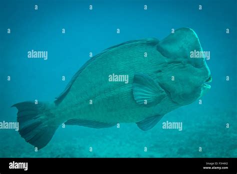 Close Up Of Bumphead Parrot Fish Bolbometopon Muricatum Bali