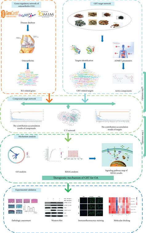 The Flowchart Of The Network Pharmacology And Experimental Validation Download Scientific Diagram