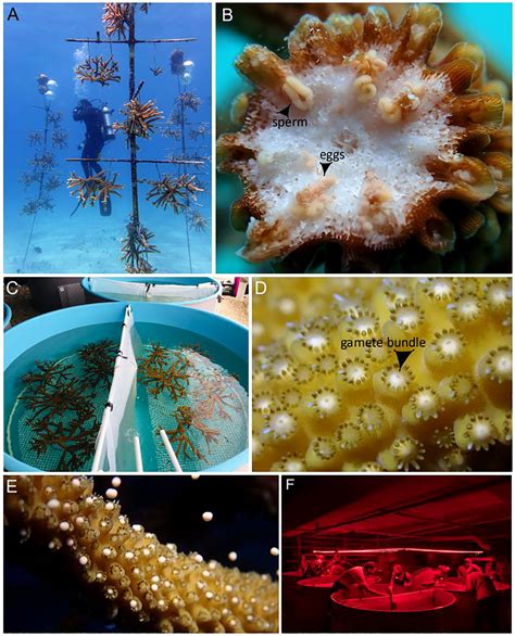 Frontiers Assisted Sexual Reproduction Of Acropora 59 Off