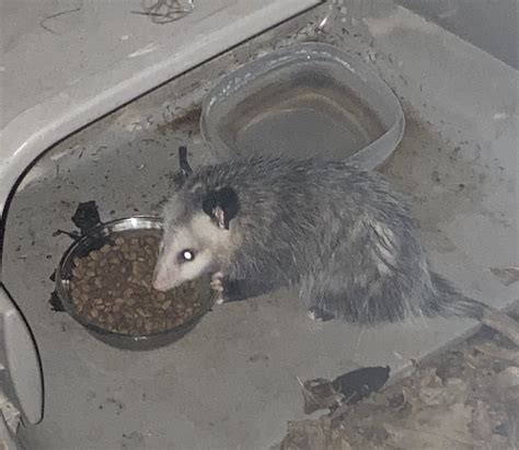 Possum Every Hour On Twitter