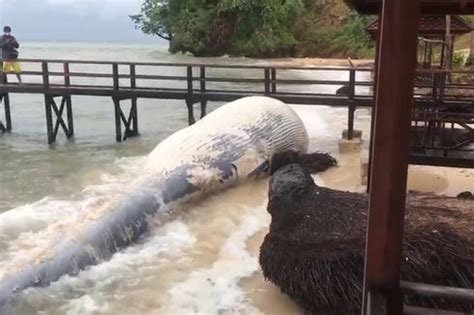 Berita Harian Bangkai Ikan Paus Berukuran Meter Terdampar Di Pantai