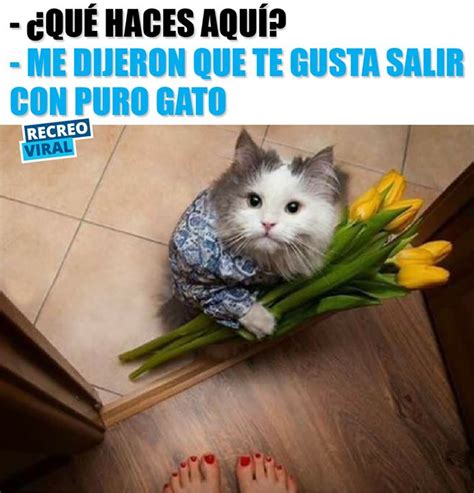 Para Tu Amiga Que Sale Con Puros Gatos Con Imágenes Meme Gato