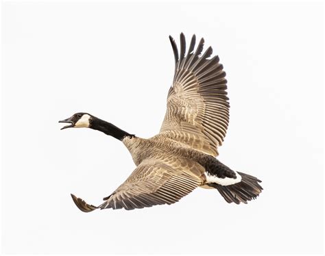 Flying Canada Goose Two - Dubois Anglers and Wildlife Group: DAWGS