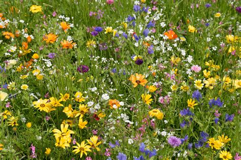 Woody Flowering Plants