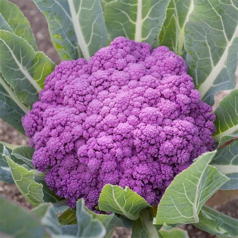 Shop For Cauliflower At The Incredible Seed Company Ltd Heirloom