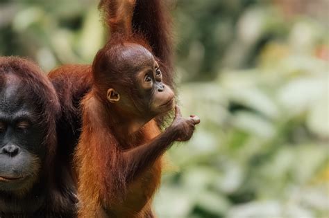 Borneo How To See Orangutans In The Wild—and Why Its Easier Than You